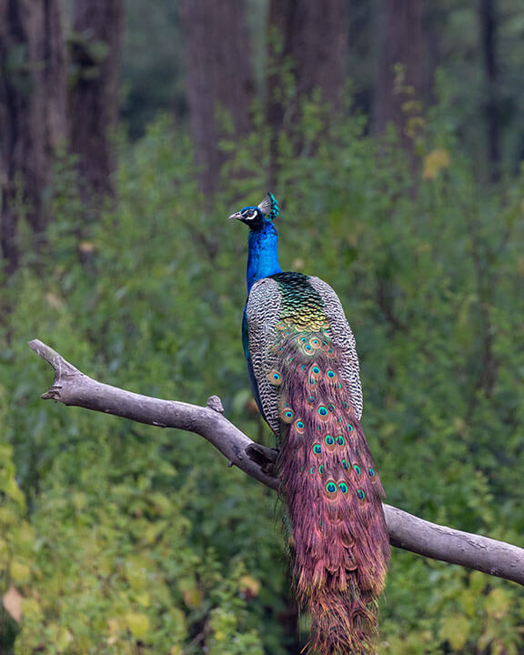 Saving ensdangered species